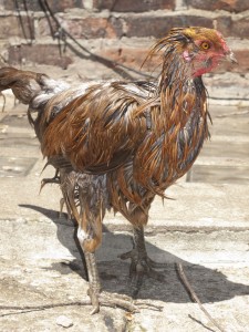 an angry wet hen