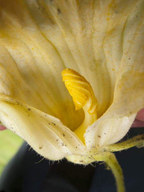 male-zucchini