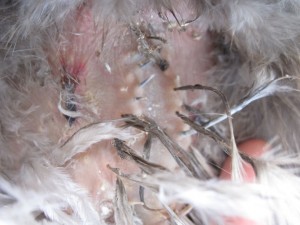 broken and missing vent feathers