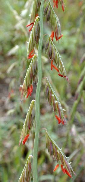 Sideoats Grama Prairie Grass