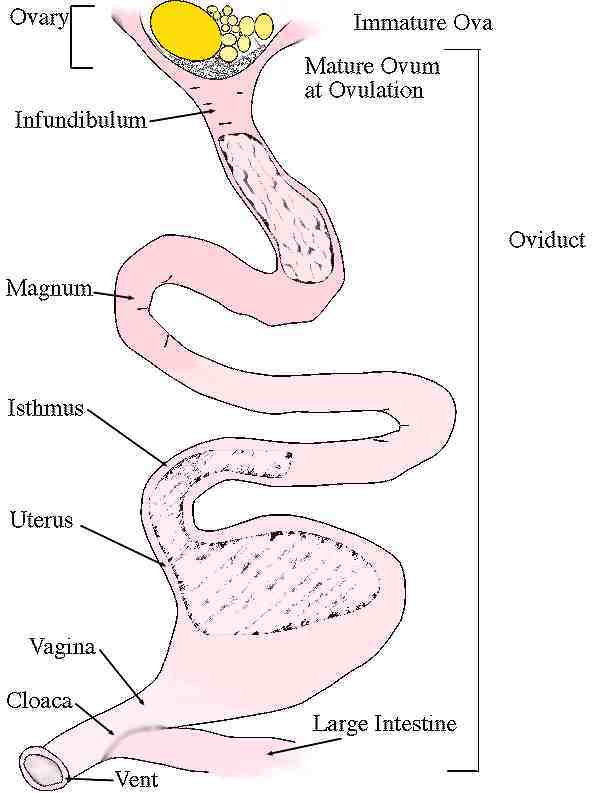 oviductl2