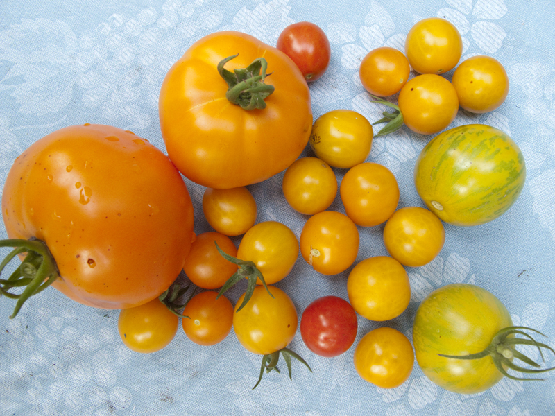 tomato-harvest