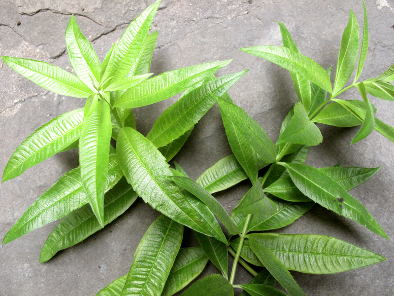 lemon_verbena_1