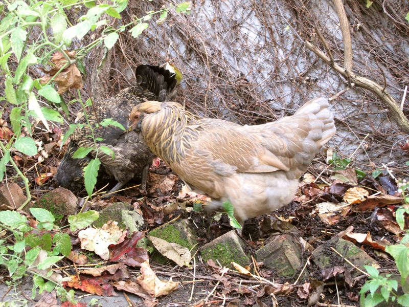 chicken-compost