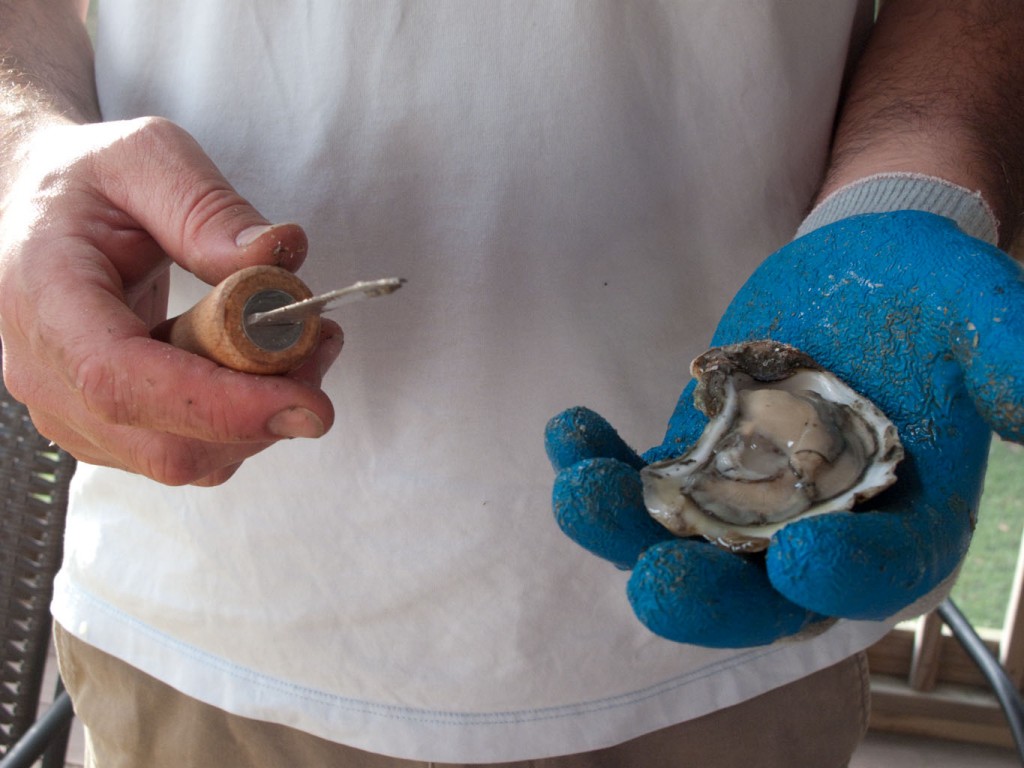 chincoteague-17