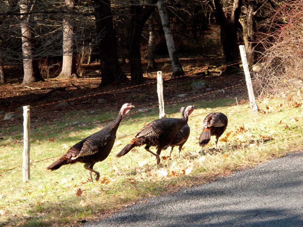 thanksgiving201101