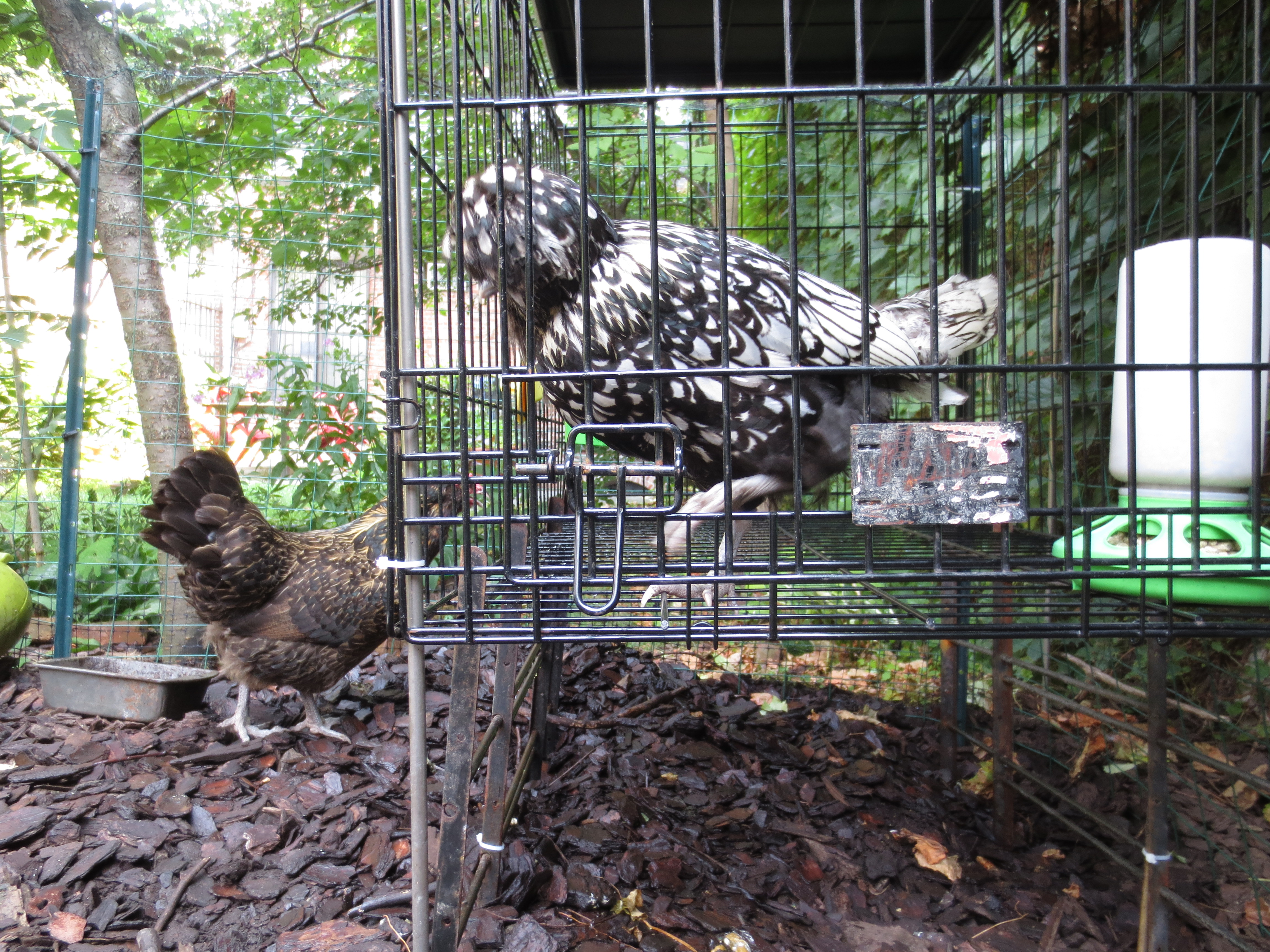 How to Break a Broody Hen - Backyard Poultry