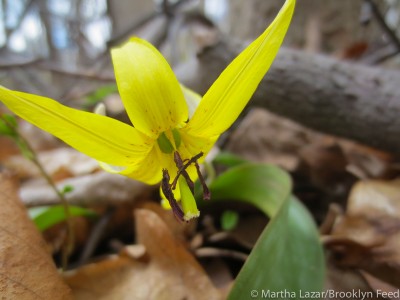 foraging