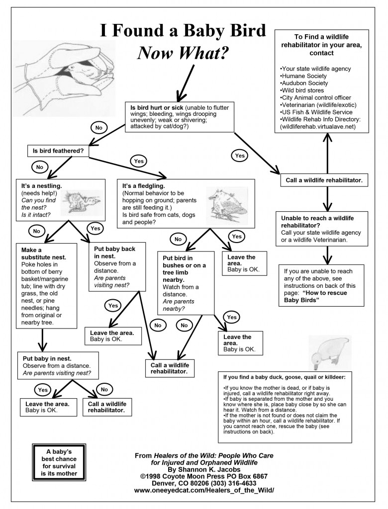 jacobs_birds.PDF