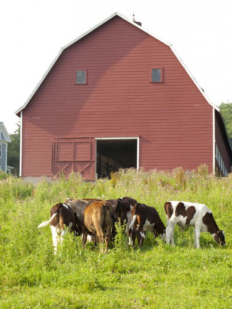 Barn Animals 9